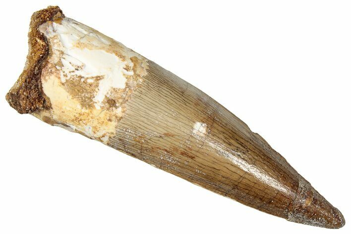 Fossil Spinosaurus Tooth - Real Dinosaur Tooth #357424
